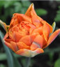 Tulip-Orange-Princess.jpg