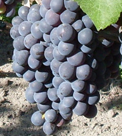 Виноград Зилга