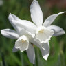 Narcis Triandus Thalia1.jpg