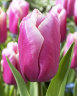 Tulipa Holland Beauty.jpg