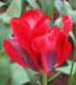 tulipa_red_springgreen.jpg