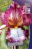 Iris germanica Crinoline.jpg