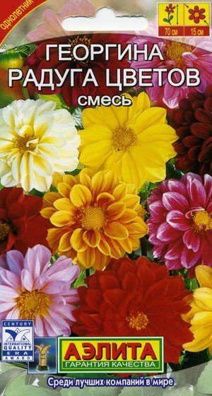 Цветы георгина радуга Цветы георгина радуга