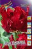 Tulipa Red Lizzard.jpg