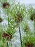 Allium Hair.jpg