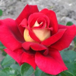 Роза Большой