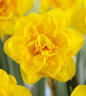 Narcissus Heamoor.jpg