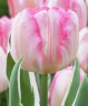Tulipa-New-Design.jpg