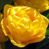 tulipe_yellow_pomponette1.JPG