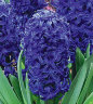 Hyacinth-Aida.jpg