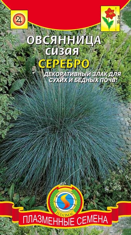 Овсяница Овечья Купить Семена