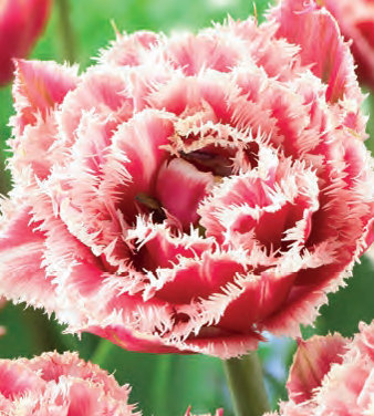 Тюльпан Брест