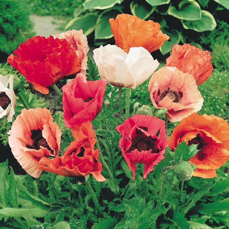 Восточный мак цветок многолетний фото