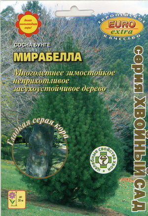 Сосна бунге Мирабелла 
