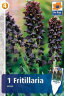 Fritillaria-Persica.jpg