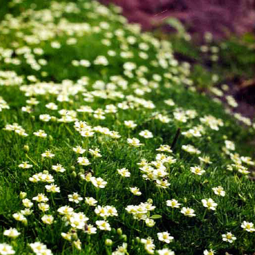 Мшанка Шиловидная Купить Семена