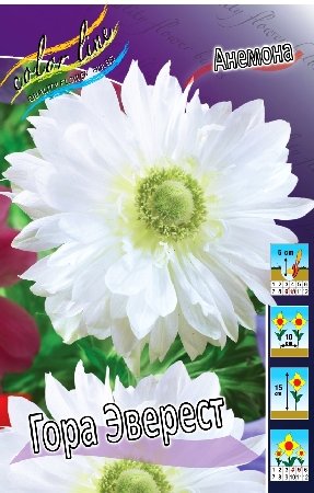 Анемона Гора Эверест