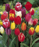 Tulip-Triumph-mix.jpg
