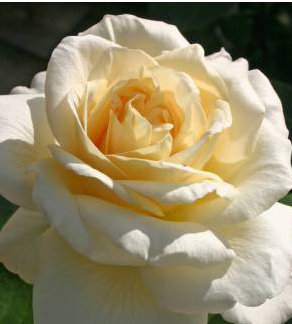 Роза Ла перла