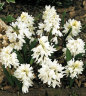 Puschkinia libanotica Alba.jpg