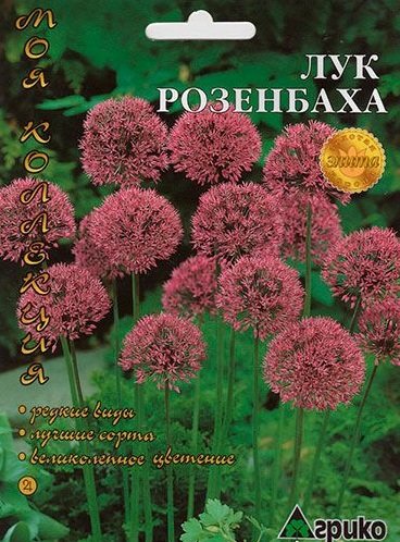 Лук декоративный Розенбаха