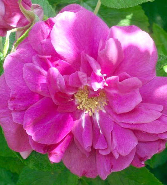 Роза морщинистая Рубра