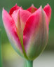 Tulipa-Red-Springgreen.jpg