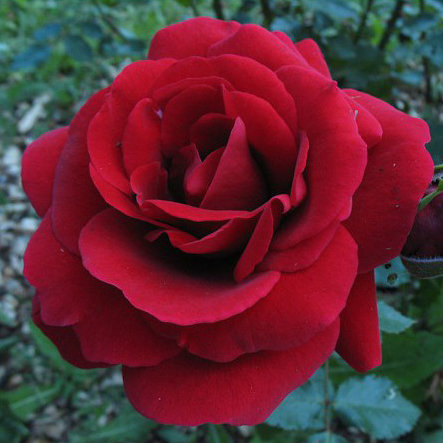 Роза Симпатия