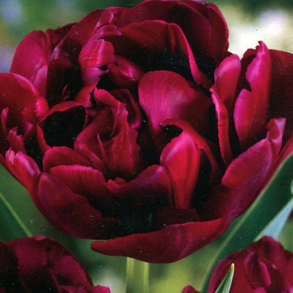 Тюльпан (Махровый ранний) - Антрацит