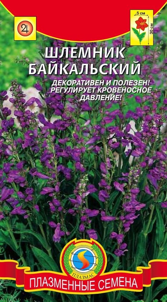 Шлемник Байкальский купить в Москве в интернет-магазине Семена цветов