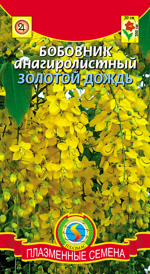 Бобовник Купить Саженцы В Москве