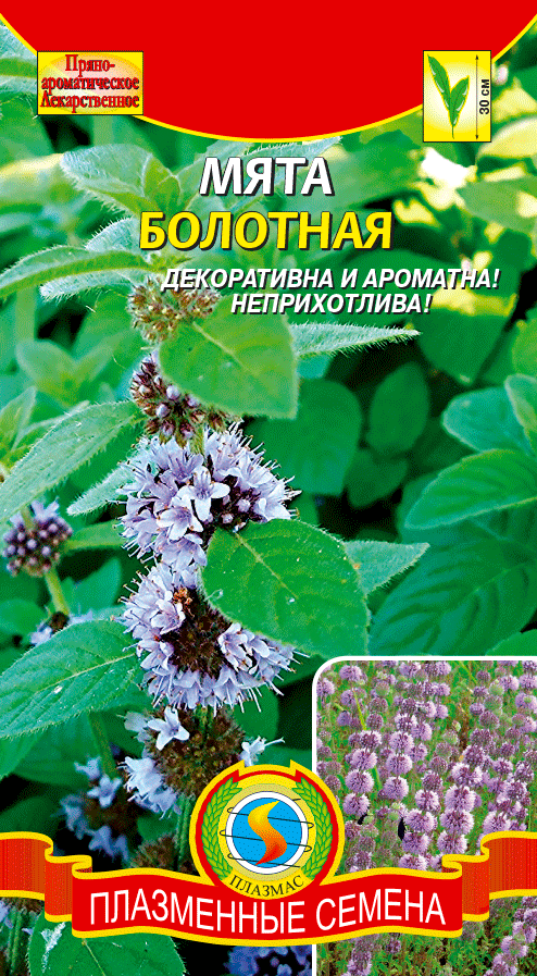 Мята Болотная, 12.23 г. купить в Москве в интернет-магазине Семена цветов