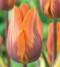 tulip_jollypricness.jpg
