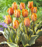 Tulipa Jolly Princess 2.jpg