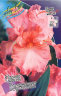 Iris germanica Pink Horizon.jpg