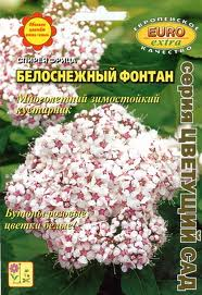 Спирея Белоснежный фонтан фрица