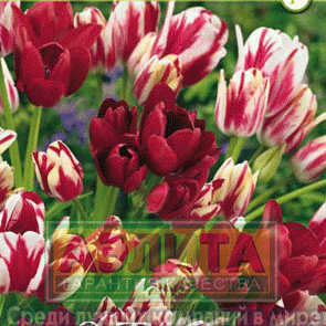 Тюльпан Клаб Микс многоцветковый