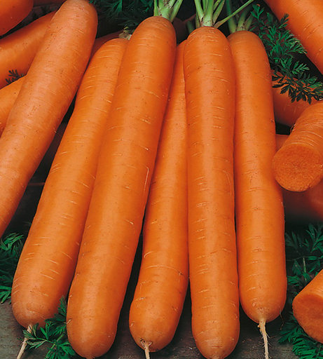 Морковь Детская сладость (на ленте)