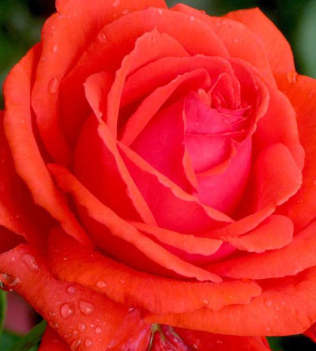 Роза Дуфтвольк