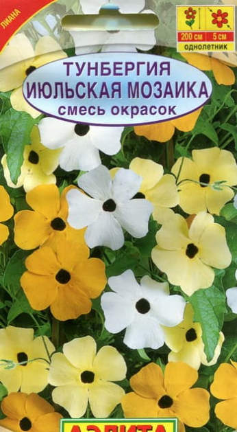 Тунбергия Кружево, смесь