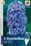 Hyacinthus Delft Blue.jpg