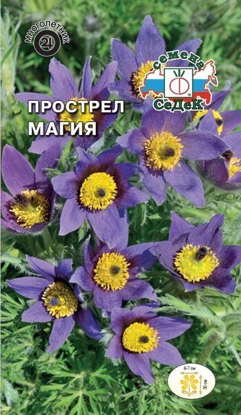 Прострел Магия купить в Москве в интернет-магазине Семена цветов