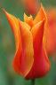 tulip_balerina.jpg