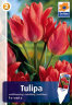 Tulip-Toronto.jpg