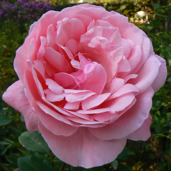 Роза куин элизабет фото и описание