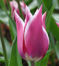 Tulip Claudia.jpg