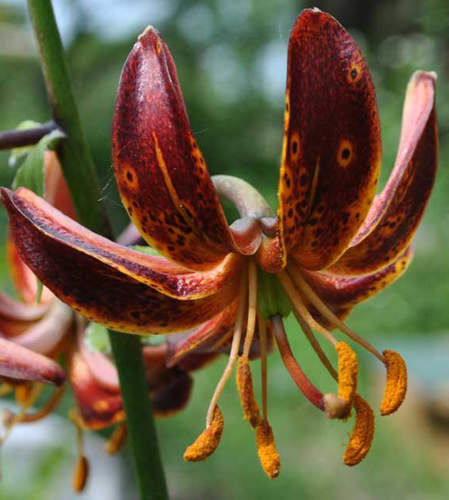 Өзбек порно жинағы Порнодағы Рэйлена