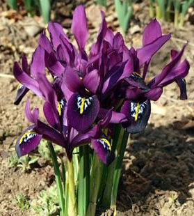 Ирис сетчатый Паулина