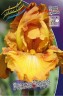 Iris germanica Rustic Cedar.jpg