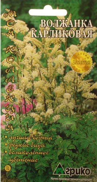 Волжанка Карликовая